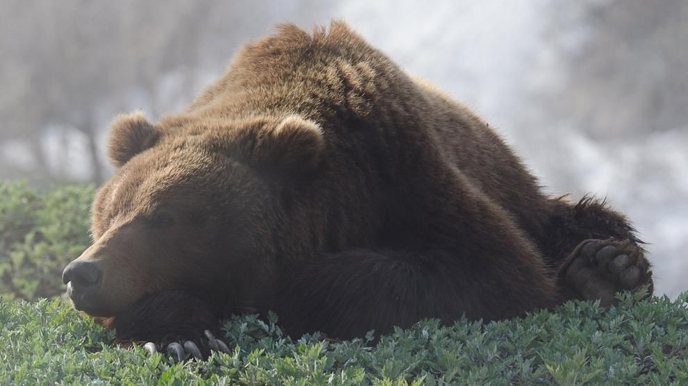 Поразительный образ медведя на задымленной свалке: щемящая история от фотографа
