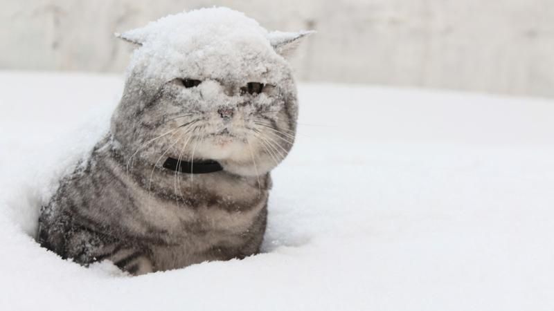 Коли випаде перший сніг: синоптики озвучили невтішний прогноз Коли випаде перший сніг: синоптики озвучили невтішний прогноз