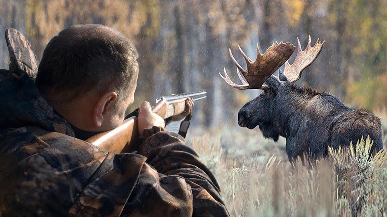 В Україні знову дозволили полювати на лосів