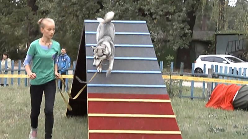 Фестиваль у Черкасах: як собаки збирали гроші для бездомних чотирилапих Фестиваль у Черкасах: як собаки збирали гроші для бездомних чотирилапих