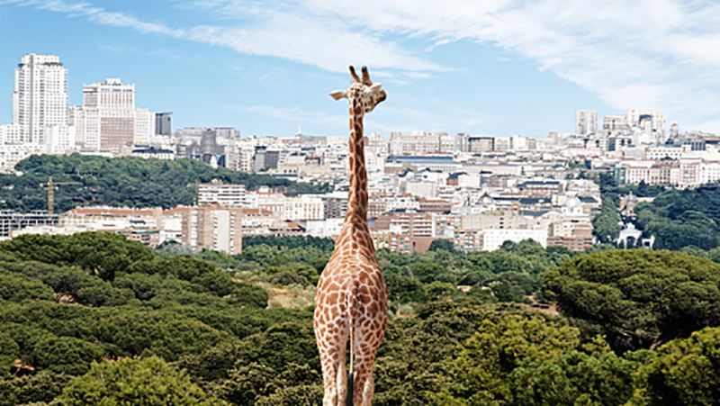 В самом известном украинском цирке умерло молодое животное, – активисты В самом известном украинском цирке умерло молодое животное, – активисты