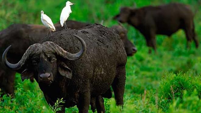 У Таїланді відбулися екзотичні перегони У Таїланді відбулися екзотичні перегони