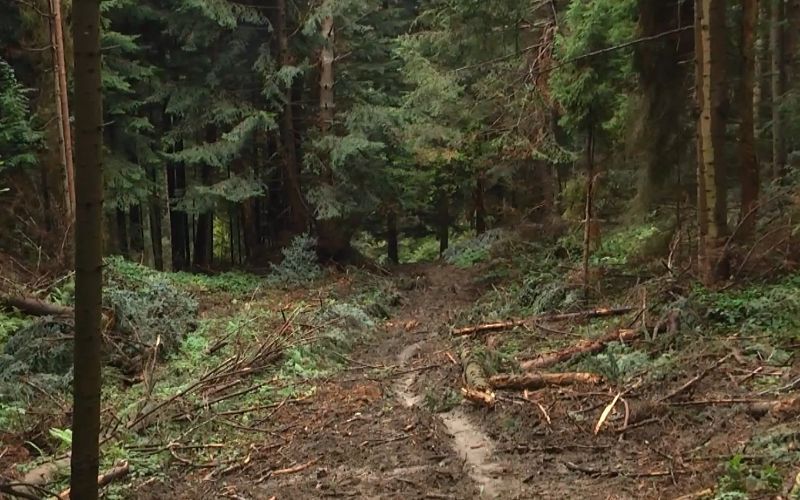 Лісоцид у Галівці: браконьєри вирубали лісів на 1 мільйон гривень
