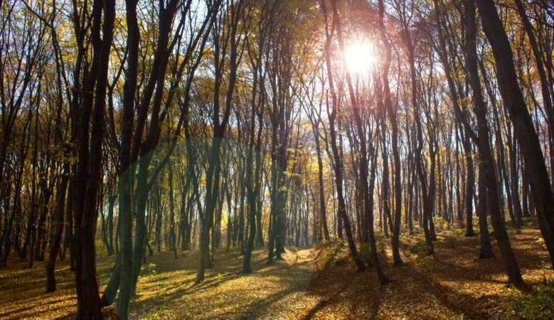 Прогноз погоди 9 жовтня в Україні від синоптиків Прогноз погоди 9 жовтня в Україні від синоптиків