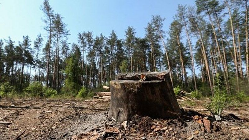 В оккупированном Крыму хотят срубить более семи тысяч деревьев и кустов