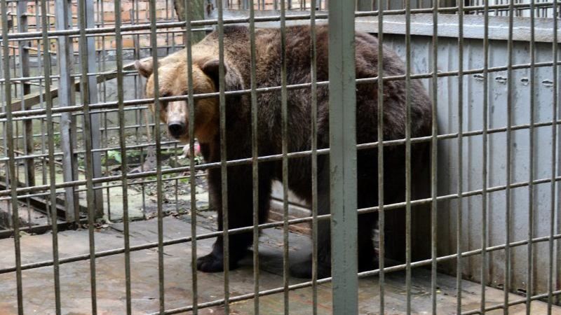 У Львові врятували хижого звіра: захопливе відео