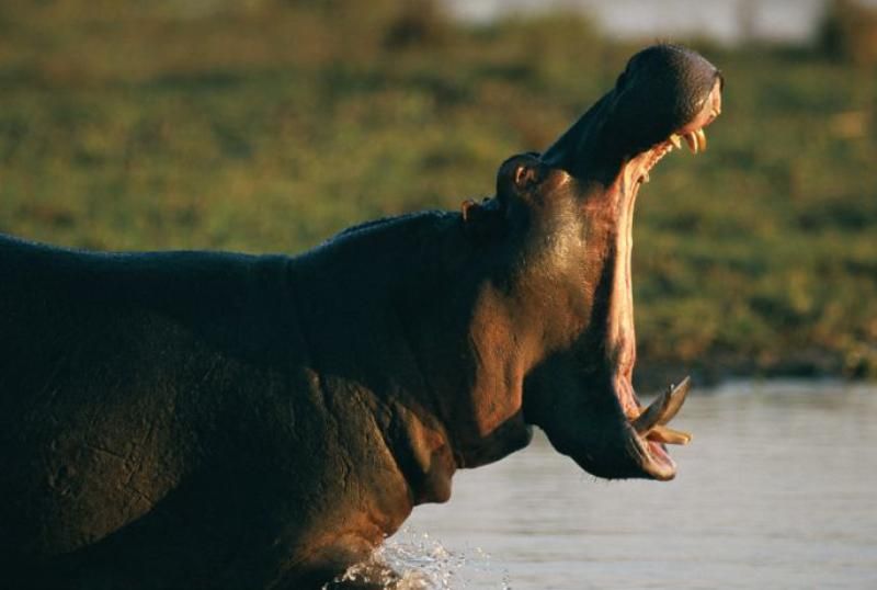 У Намібії загинули понад 100 гіпопотамів: вчені підозрюють спалах смертельної хвороби
У Намібії загинули понад 100 гіпопотамів: вчені підозрюють спалах смертельної хвороби