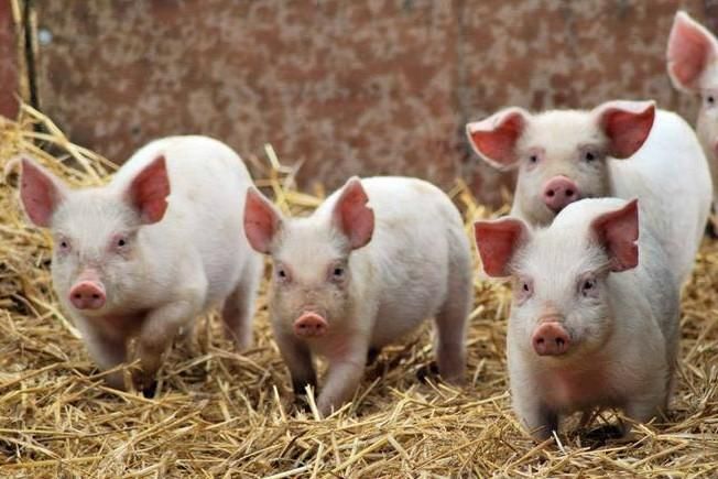 Африканська чума свиней в Україні поширилася ще на 4 області