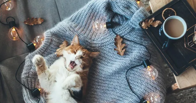 Теплий светр для осені Теплий светр для осені