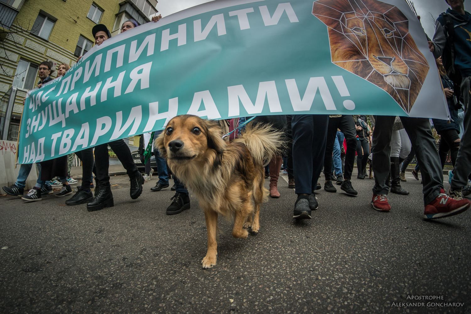 Українці у 17 містах вийшли на масштабний марш за права тварини: яскраві фото