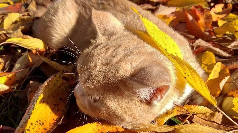 Погода 20 октября в Украине: еще солнечно но уже прохладно Погода 20 октября в Украине: еще солнечно но уже прохладно