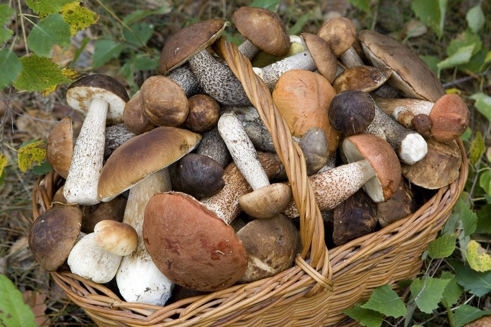 На Днепропетровщине произошло массовое отравление грибами: есть погибшие