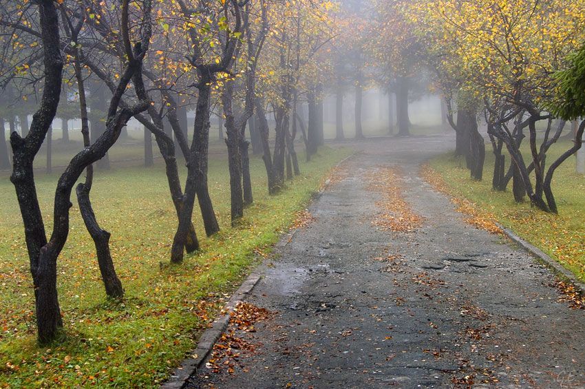 Погода 24 жовтня в Україні: холодно, вітряно та туманно