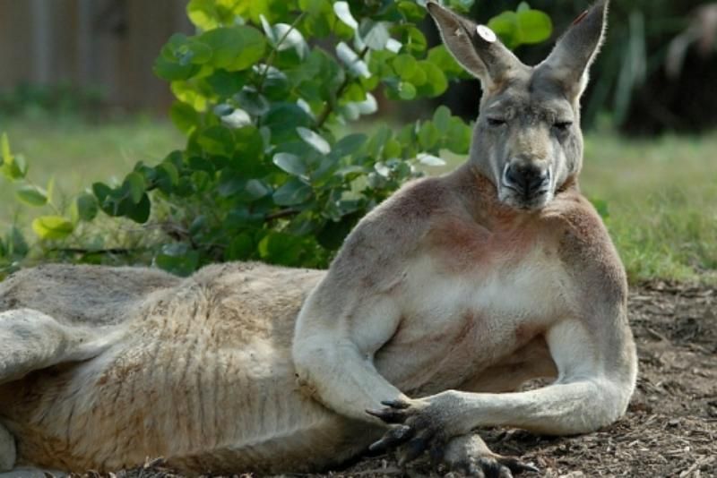 Організований австралійськими підлітками "самокатний" флешмоб переріс у зіткнення із поліцією
Організований австралійськими підлітками "самокатний" флешмоб переріс у зіткнення із поліцією