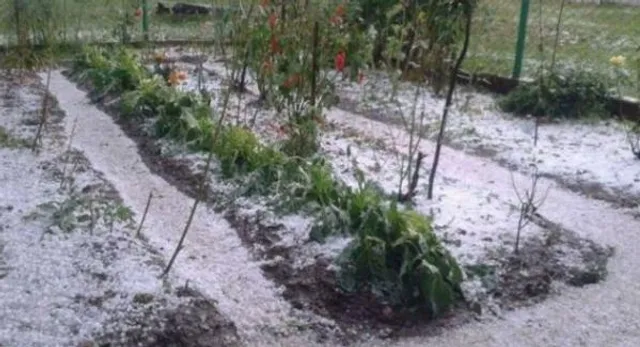 У Харкові випав перший сніг У Харкові випав перший сніг