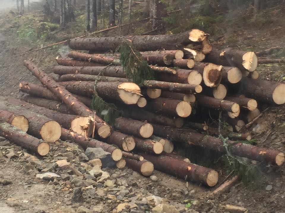 Вырубка лесов в украинских Карпатах: в сети показали ужасающие фото