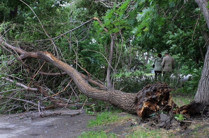 На Прикарпатті внаслідок негоди дерево впало на восьмирічного хлопчика