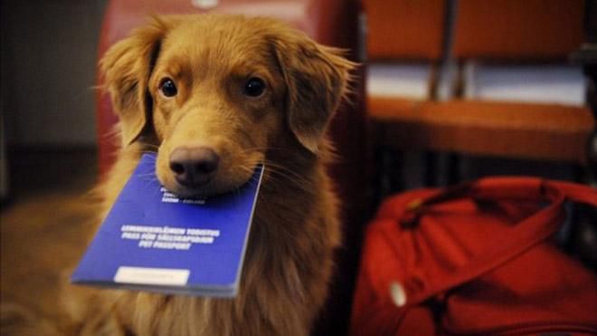 Как будет действовать законопроект о регистрации домашних животных в Украине
