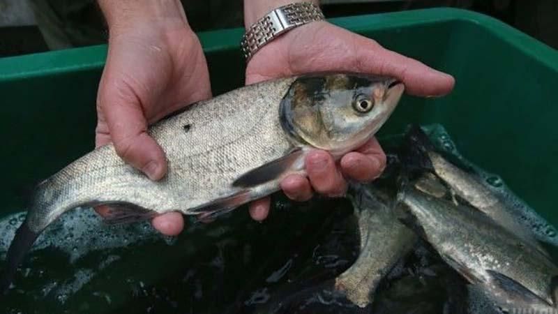Екологи пояснили, чому важливо проводити зариблення Дніпра Екологи пояснили, чому важливо проводити зариблення Дніпра
