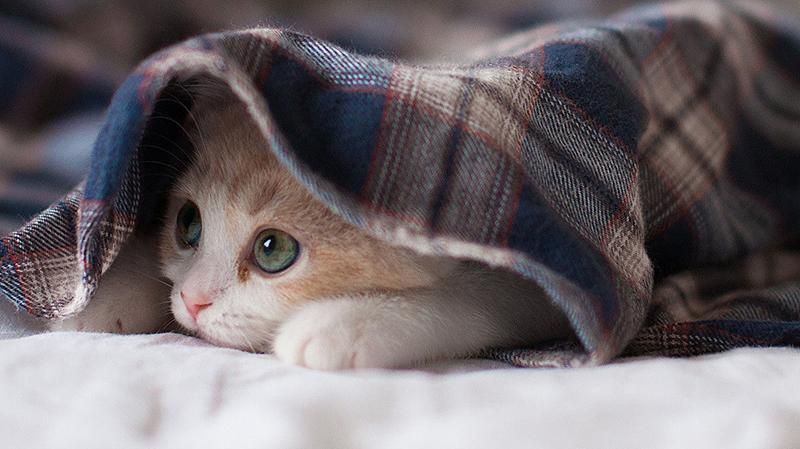 Скільки киян залишаються без опалення: неочікувані дані КМДА Скільки киян залишаються без опалення: неочікувані дані КМДА