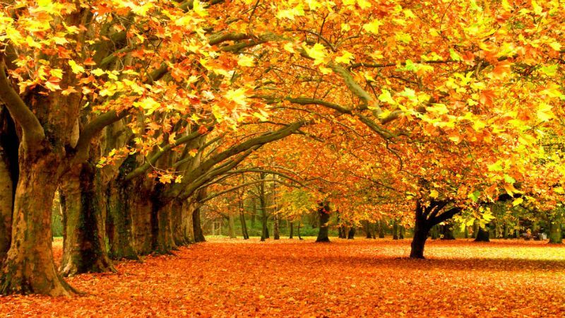 Прогноз погоды на 5 ноября в Украине от синоптиков Прогноз погоды на 5 ноября в Украине от синоптиков