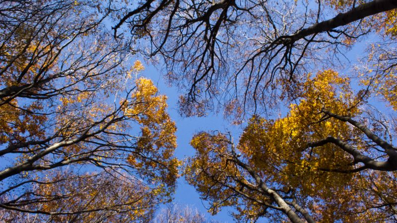 Погода на 4 ноября: в Украине бабье лето