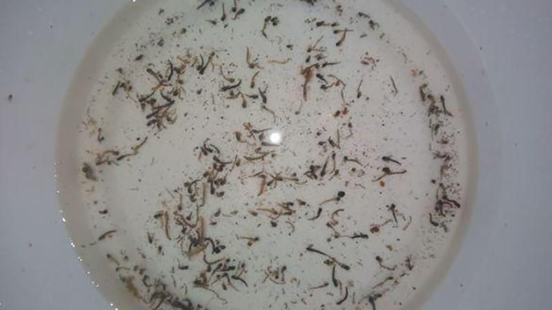 На Одещині з кранів тече брудна вода з хробаками: з'явилось відео На Одещині з кранів тече брудна вода з хробаками: з'явилось відео