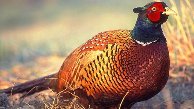 Близько 300 фазанів випустили на волю: захопливі кадри Близько 300 фазанів випустили на волю: захопливі кадри