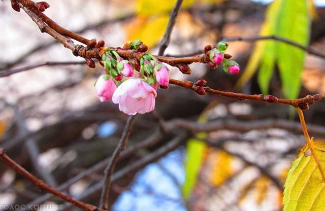 На Закарпатті настала "весна": в листопаді зацвіла сакура
