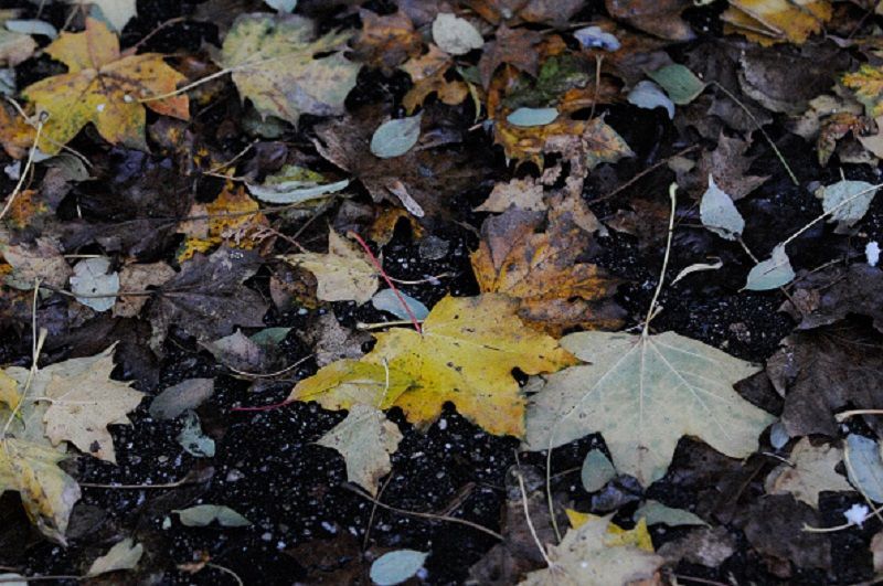 Погода 11 ноября в Украине - дожди Погода 11 ноября в Украине - дожди