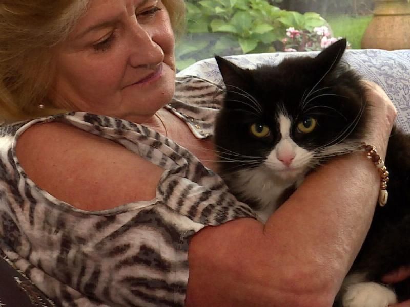 Более 350 жертв: в Лондоне не могут поймать серийного убийцу домашних животных
Более 350 жертв: в Лондоне не могут поймать серийного убийцу домашних животных