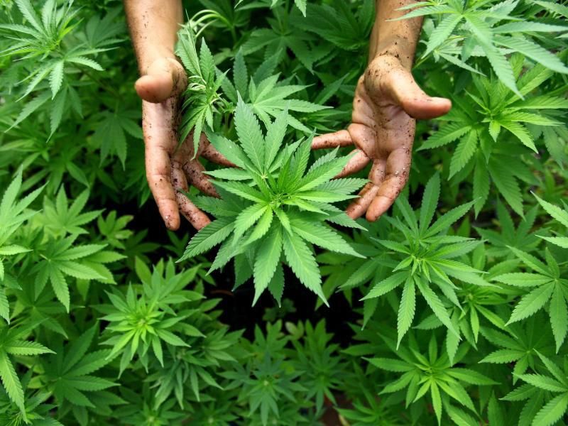 В Україні збудують завод для створення олії з коноплі В Україні збудують завод для створення олії з коноплі