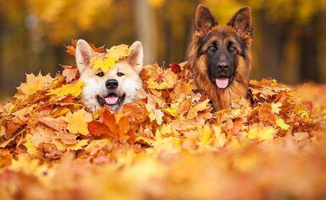 Погода на 14 ноября в Украине: весеннее тепло возвращается