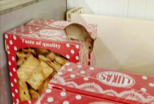 У супермаркеті Києва помітили гризуна-ласуна У супермаркеті Києва помітили гризуна-ласуна