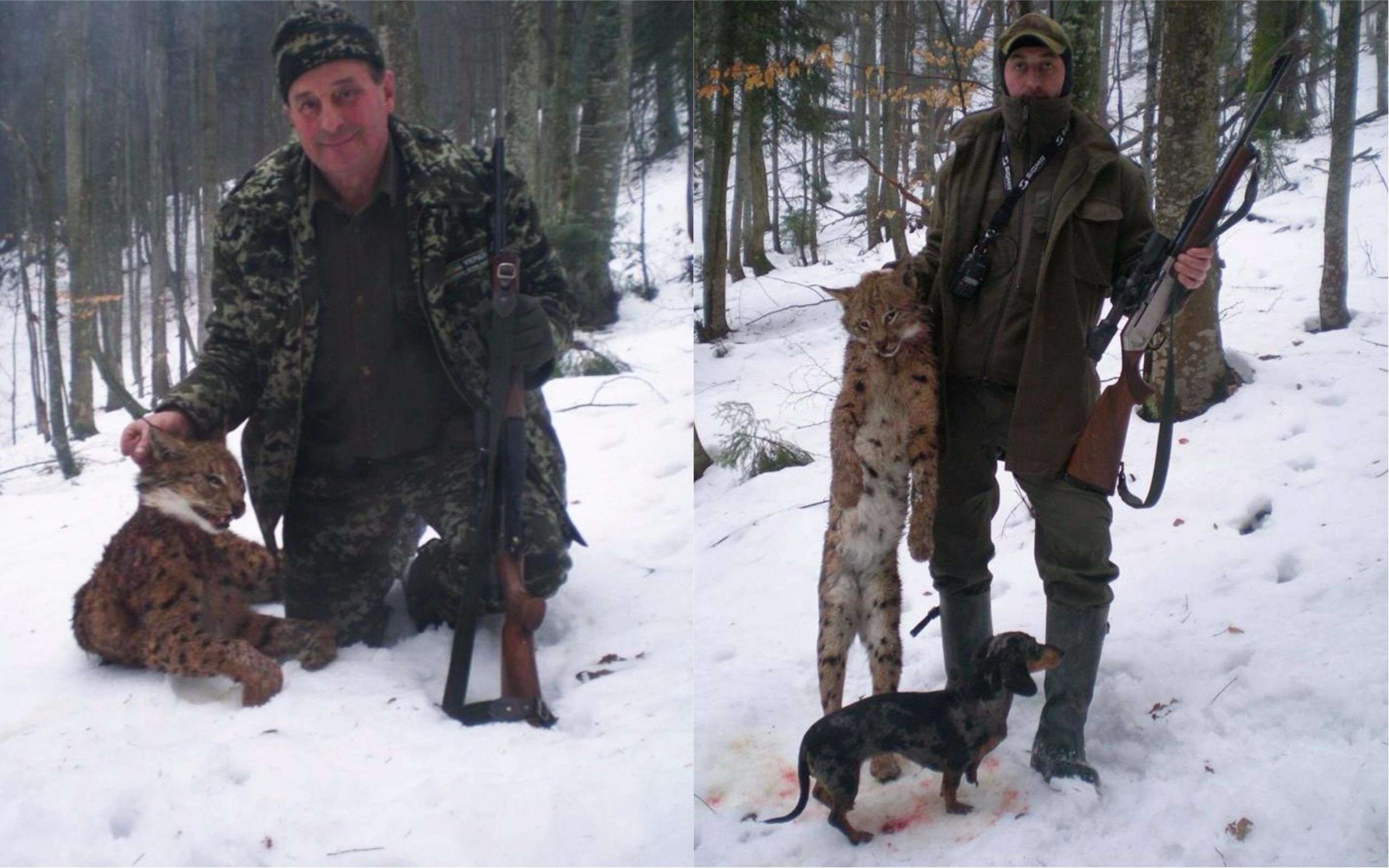 Убийство рыси в Карпатах: полиция открыла дело Убийство рыси в Карпатах: полиция открыла дело