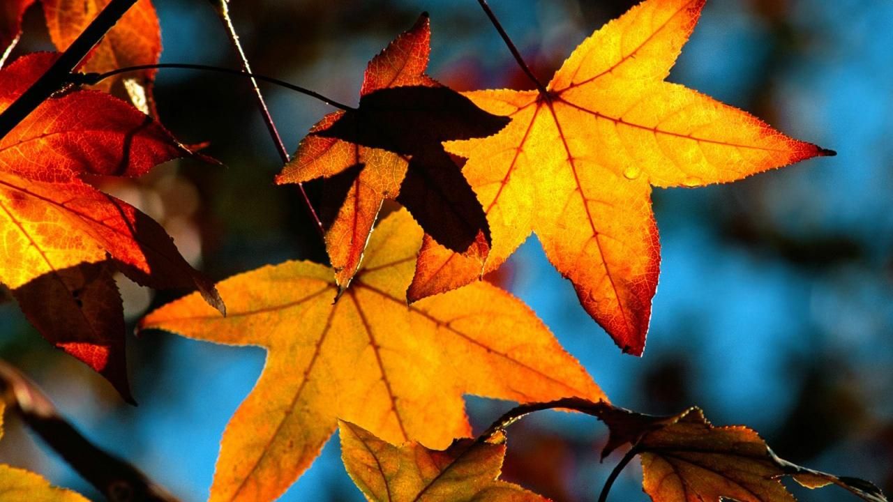 Погода 16 ноября в Украине от синоптиков Погода 16 ноября в Украине от синоптиков