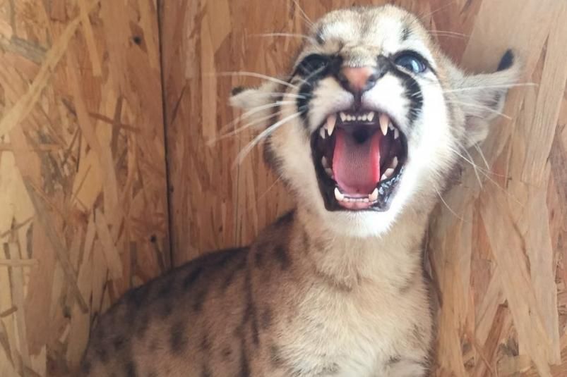 У Росії відвідувачі зоопарку грубо познущалися над тваринами У Росії відвідувачі зоопарку грубо познущалися над тваринами