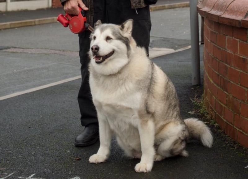 Обвиняемую в нападении собаку оправдали из-за ожирения: судья не поверил, что она смогла кого-то покусать Обвиняемую в нападении собаку оправдали из-за ожирения: судья не поверил, что она смогла кого-то покусать