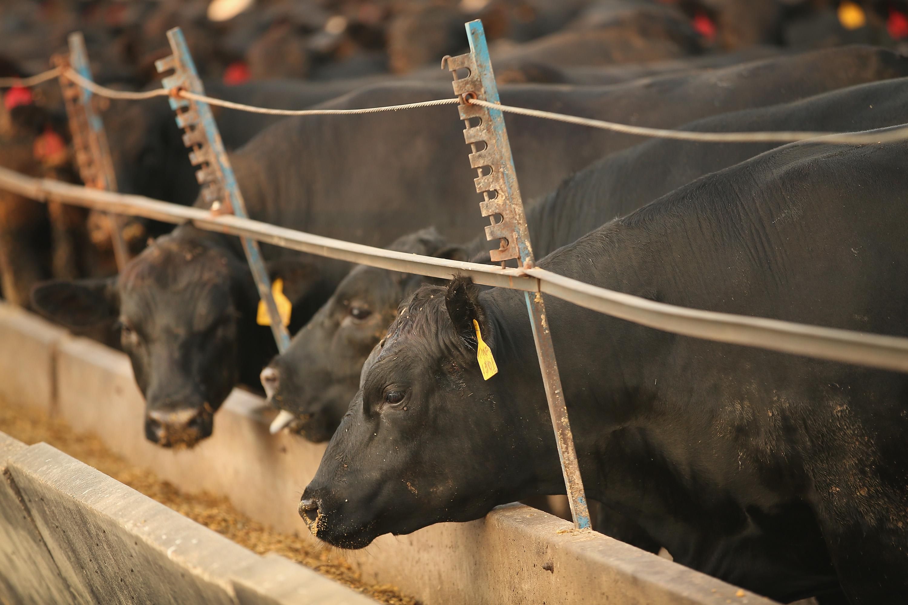 Какие перспективы у производства продукции животноводства: комментарий ученых