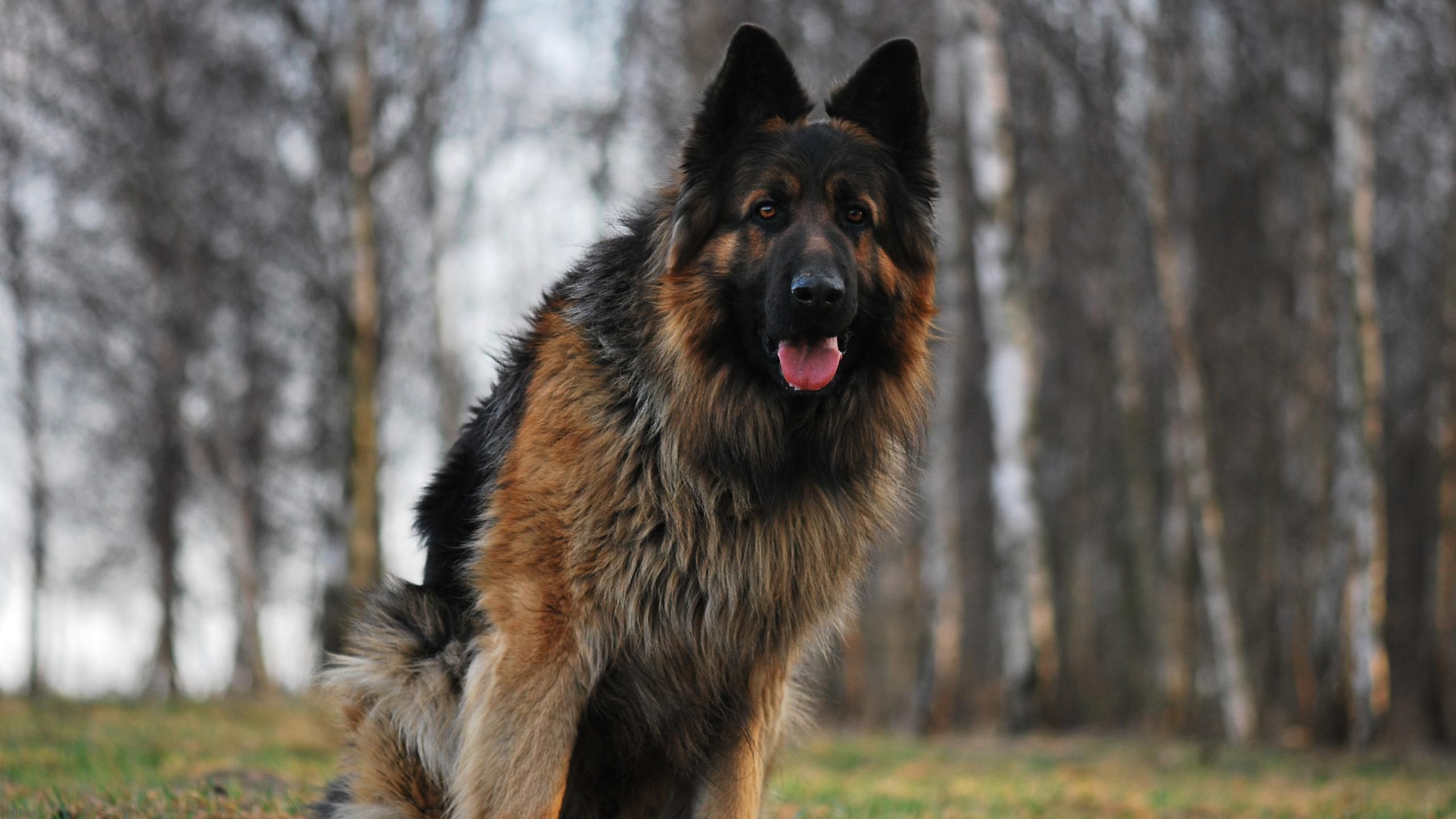 Мужчина заказал жестокое убийство собственной собаки в Харькове Мужчина заказал жестокое убийство собственной собаки в Харькове