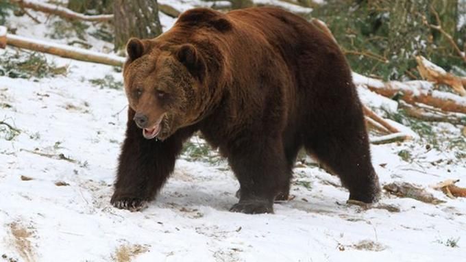 Ведмідь у Росії поцупив з будинку кілька рушниць і втік