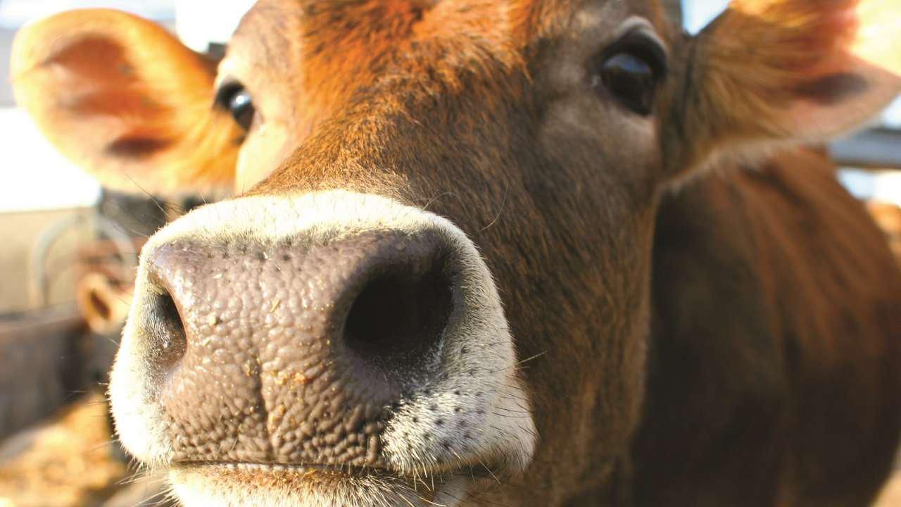 Через скажених корів до лікарні потрапили близько 15 людей Через скажених корів до лікарні потрапили близько 15 людей