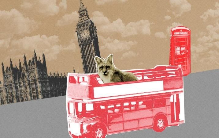 "Поверталася додому": в мережі жартують з лисиці, яка їхала автобусом "Поверталася додому": в мережі жартують з лисиці, яка їхала автобусом