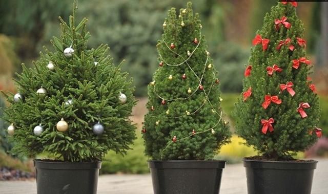 Новогодние елки 2018: цена и где купить елку на Новый год Новогодние елки 2018: цена и где купить елку на Новый год
