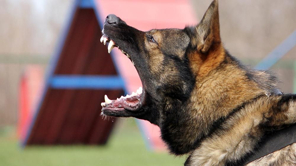 Собаки загрызли насмерть женщину с Днепропетровщины на улице Собаки загрызли насмерть женщину с Днепропетровщины на улице