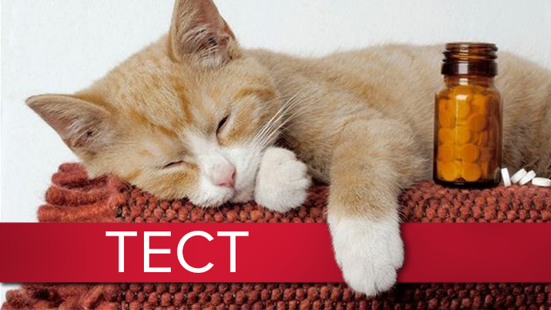 Каких домашних любимцев держат украинские политики: тест Каких домашних любимцев держат украинские политики: тест