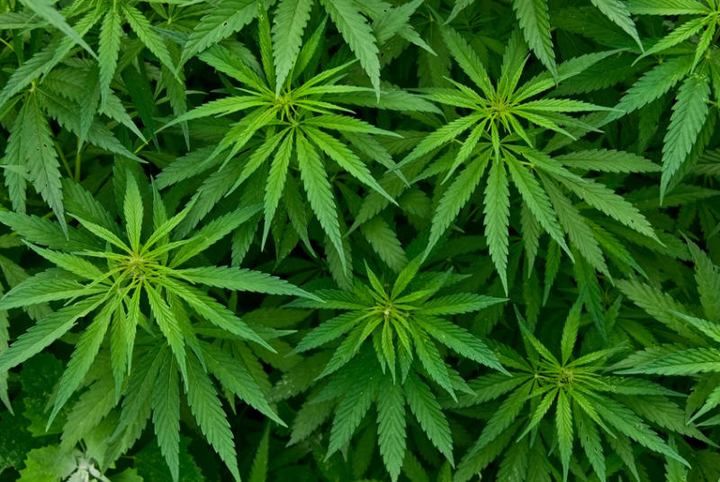 В Грузии декриминализировали употребление марихуаны
