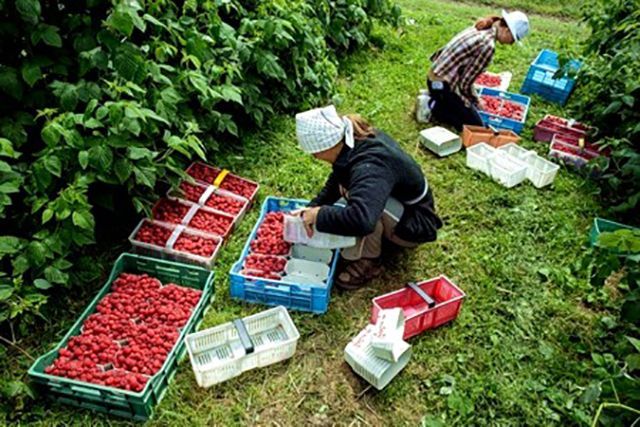 Українські заробітчани в Польщі: консул озвучив головні проблеми працівників