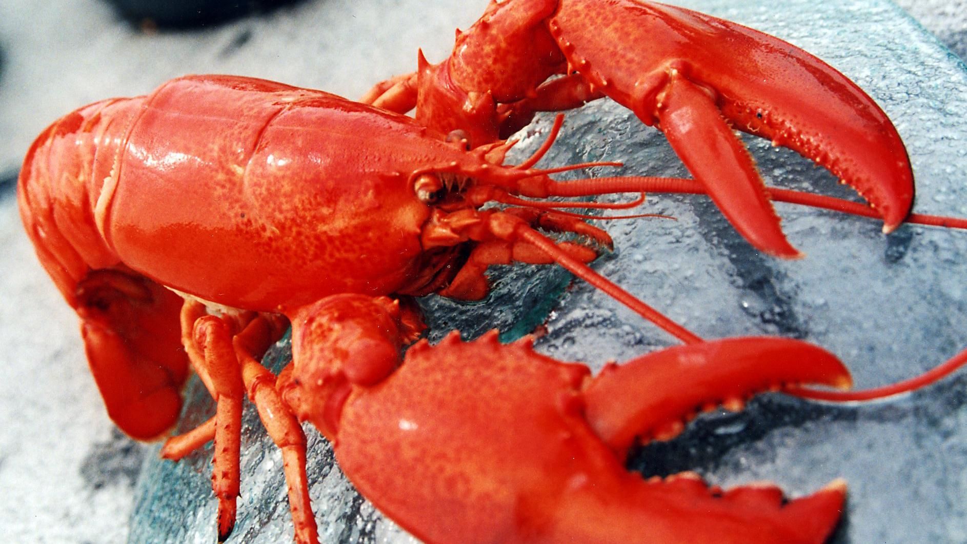 На клешні лобстера знайшли логотип відомого напою: опубліковано фото На клешні лобстера знайшли логотип відомого напою: опубліковано фото