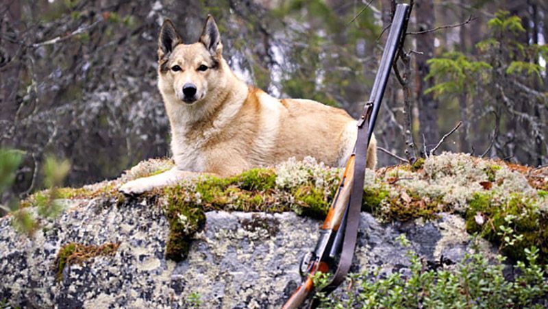 Собака з рушниці вистрілив в американського мисливця: деталі курйозного інциденту